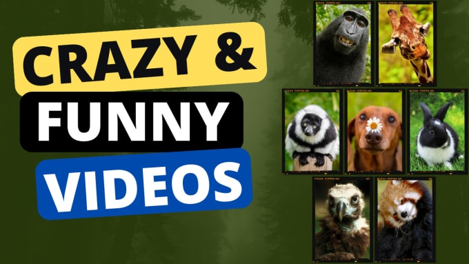 Funny animal videos clearance short