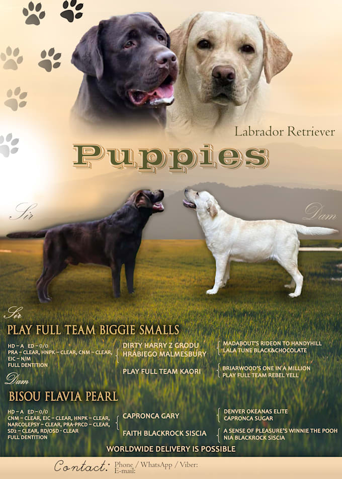 Design A Litter Announcement banner flyer For Dog Breeders By Anix01 Design A Litter Announcement banner flyer For Dog Breeders By Anix01