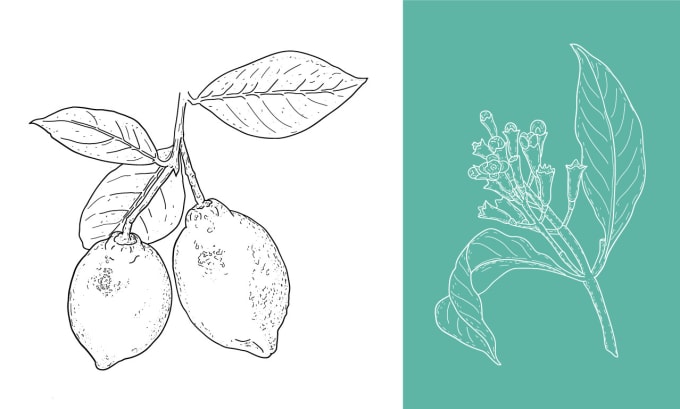 create detailed botanical vector line art illustrations