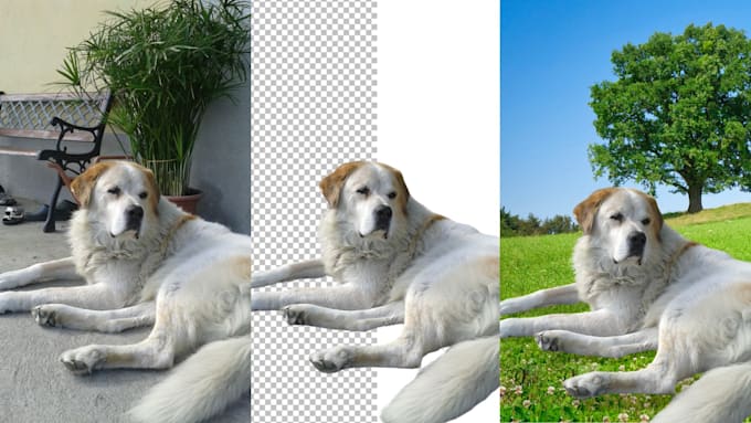 cut out and remove background professionally