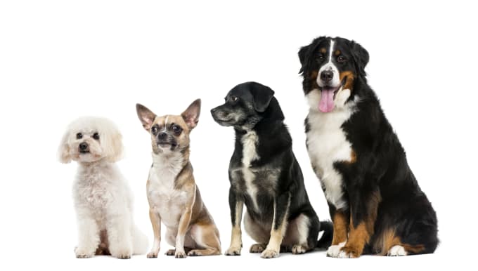 Les méthodes pour identifier les races de chien