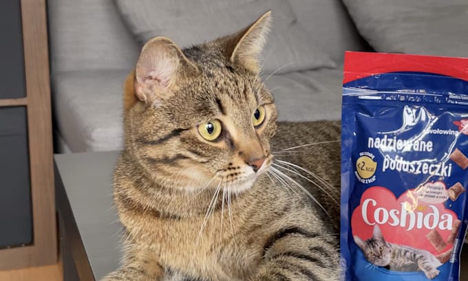 create a ugc video with cat