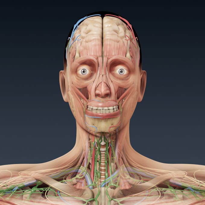 do human anatomy using 3d medical animation