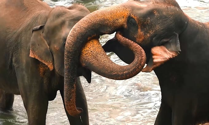 create 100 monetizable original elephant videos for youtube