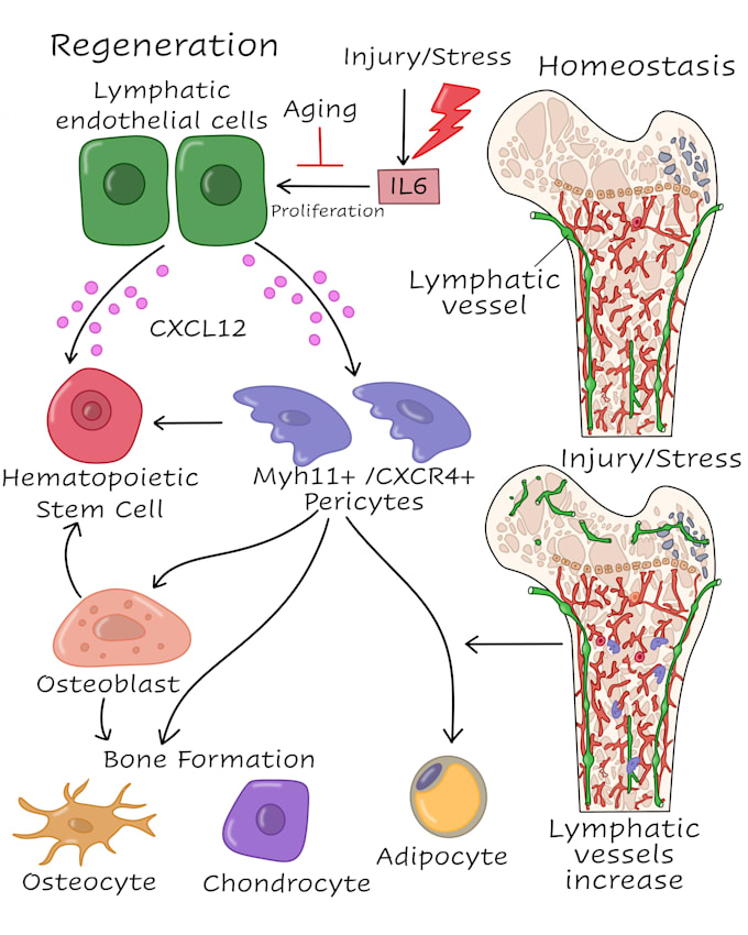 make scientific illustrations for you