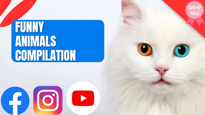create funny animal videos and pets compilation for youtube and fb