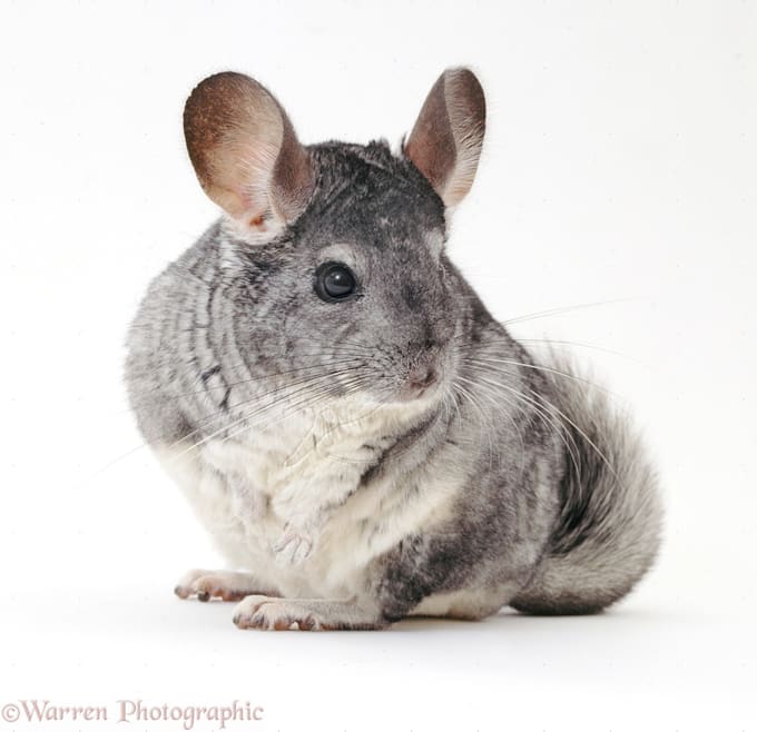 Anwser questions about your chinchilla by Dankey Fiverr