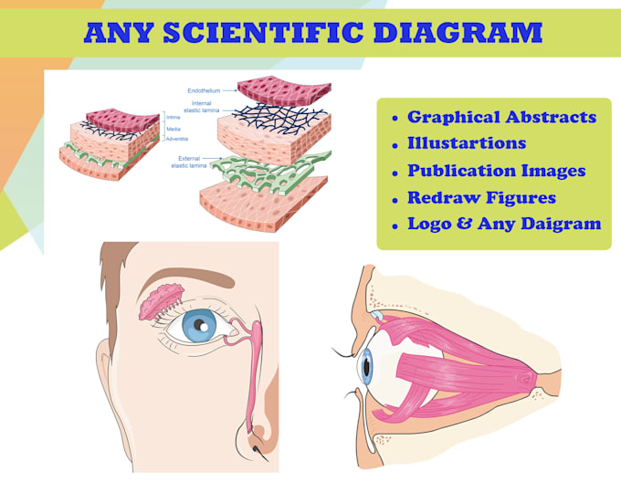 make scientific figures, illustration and graphical abstracts diagram