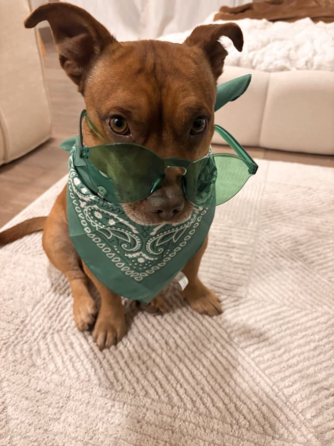 create dog ugc content for your brand