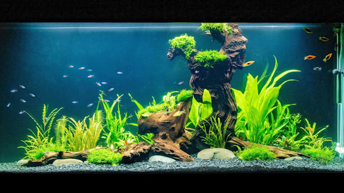 Plan a fish tank setup for you by Maxwe1i Fiverr