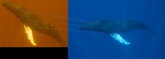 develop robust computer vision and ai detection solutions