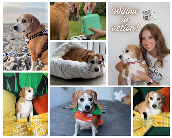 create dog ugc videos for your tiktok or other social media