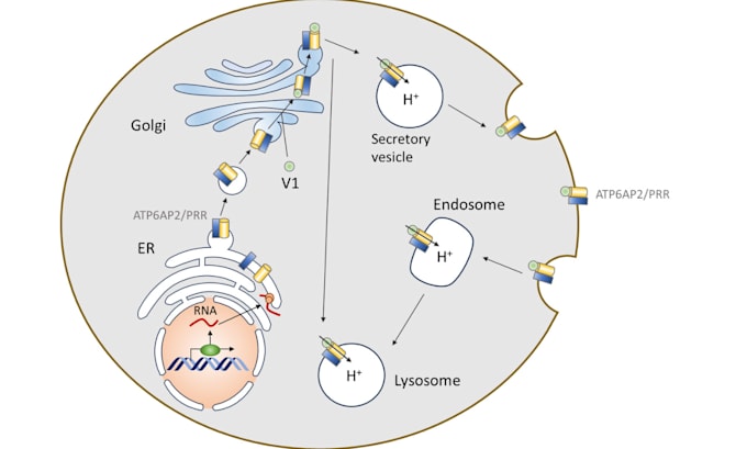 do scientific illustrations, graphical abstracts
