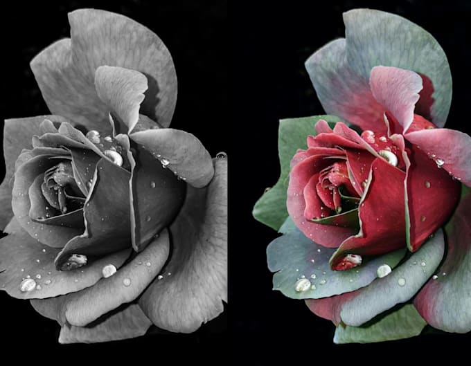 Ejemplo de foto coloreada en blanco y negro por Vierideza en Fiverr