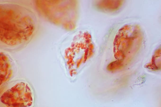 do microscopic images for your publication