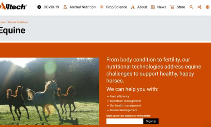 equestrian website horse riding website pet animal website horse leads ebooking