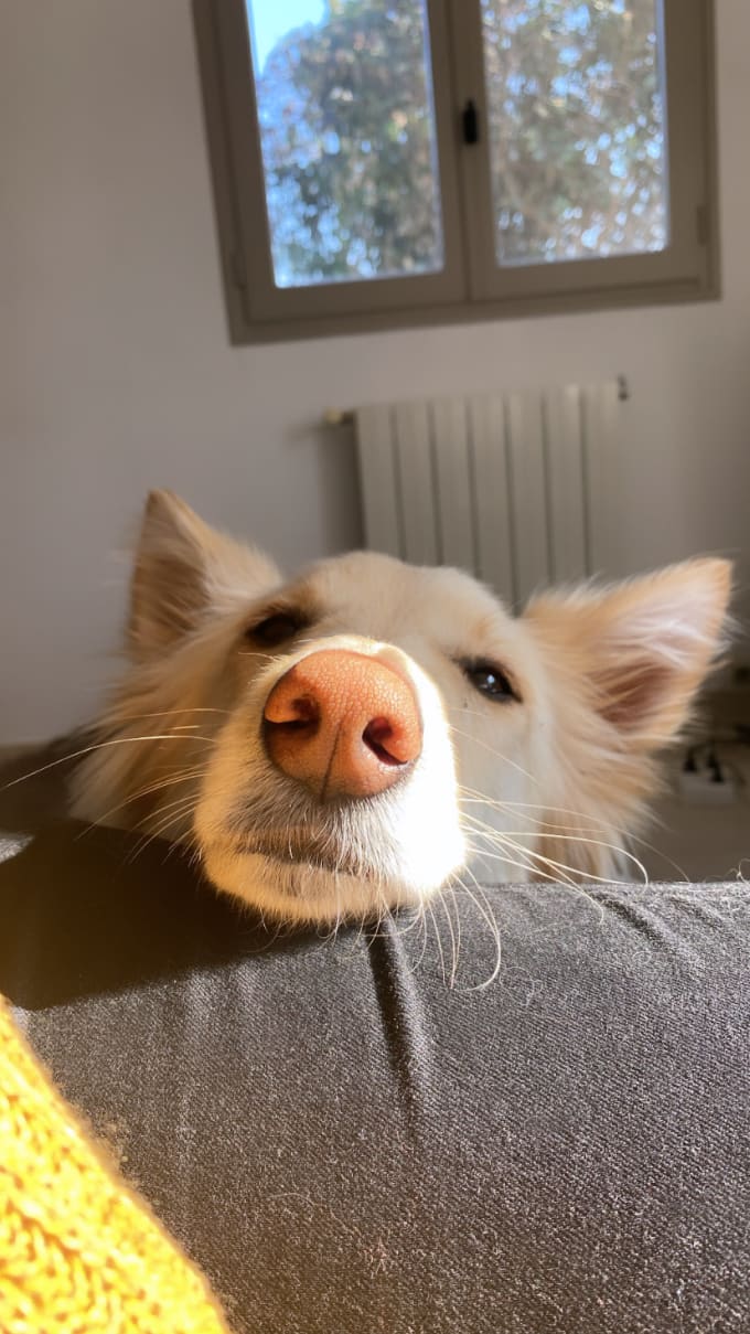 create ugc content, photos and videos with my dog