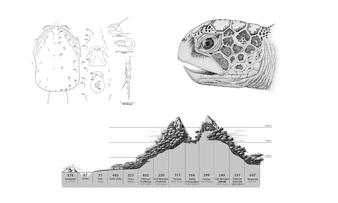 create scientific illustrations for articles and papers