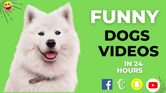 create funny animal videos and pets compilation within 24 hours