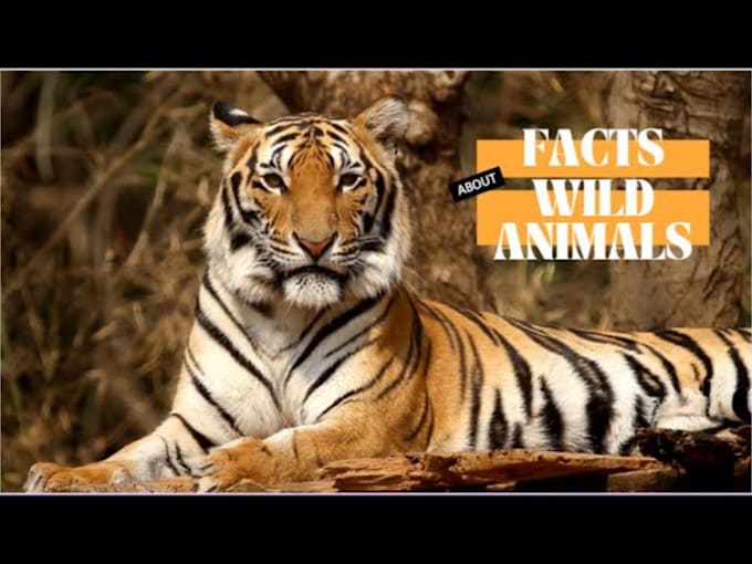 do a monetizable wild animals videos for youtube within 24 hours