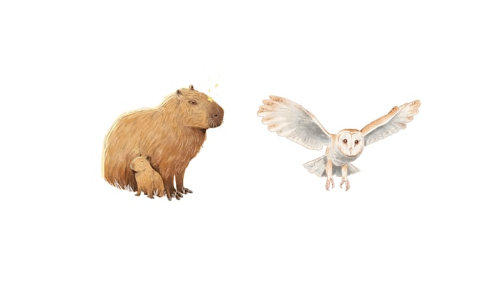 create insects, animals and botanical illustrations