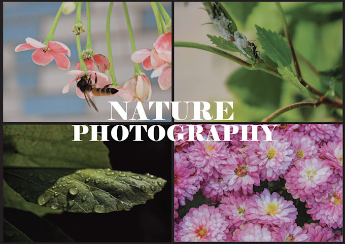 do professional nature photography for your projects