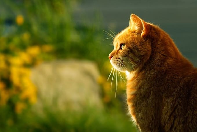 do a reconnective healing session for your pet
