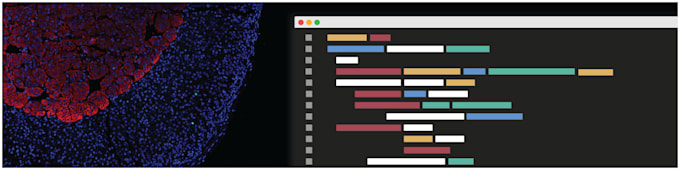 conduct data analysis, apply bioinformatics tools, and statistical analysis
