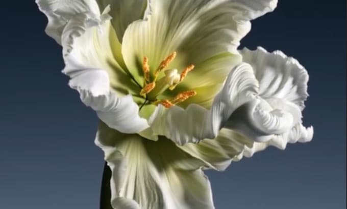 render cgi realistic flower animation,3d flower model design, vfx animation