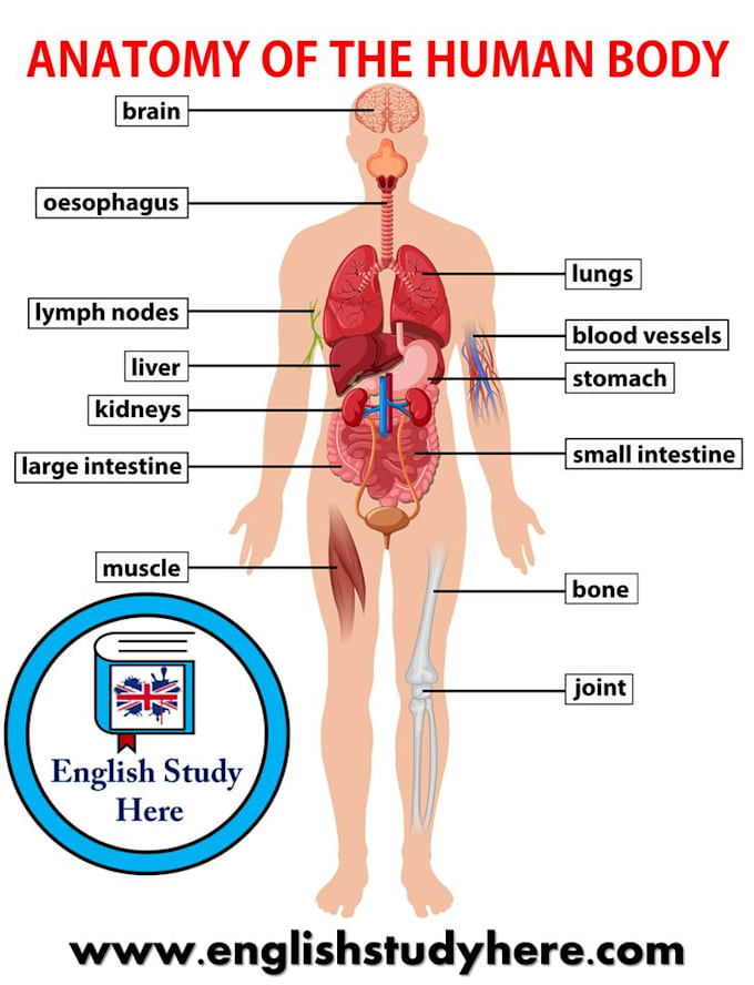 solve human anatomy problem and human physiology problem