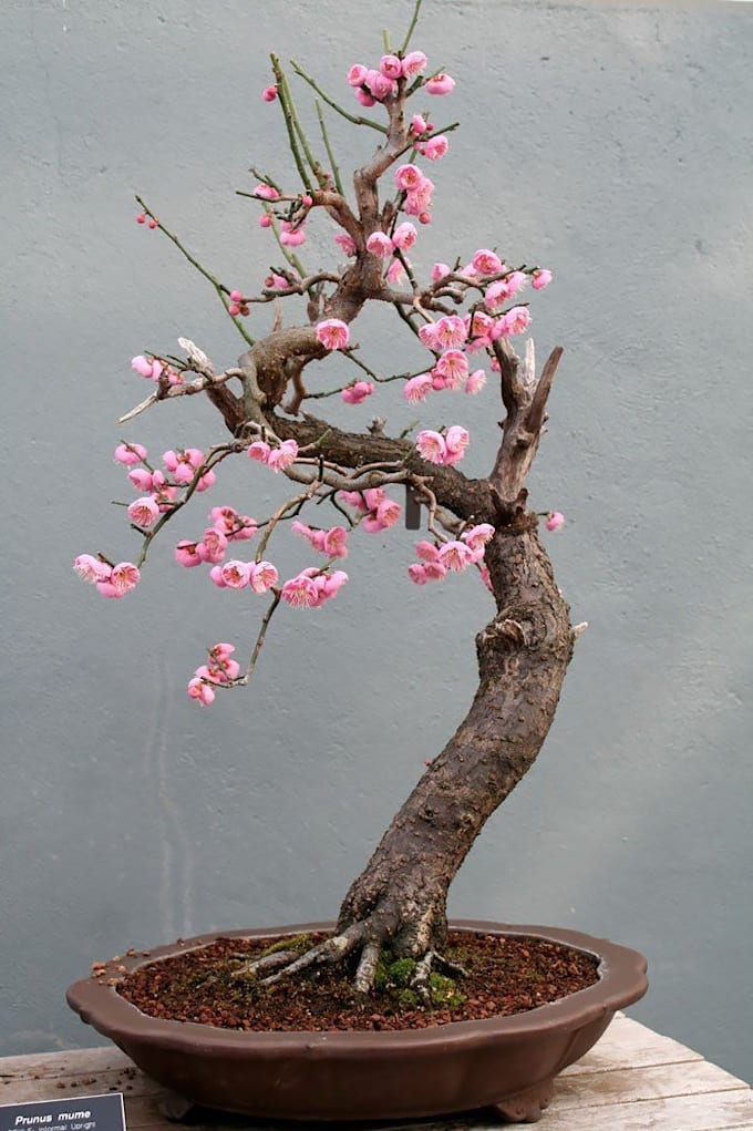 10 Sakura Seeds Bonsai Worldwide By Tharidubandara