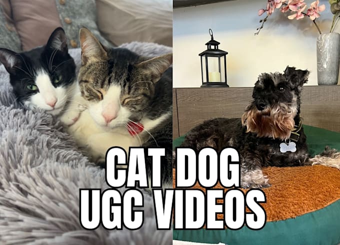 create dog or cat ugc videos