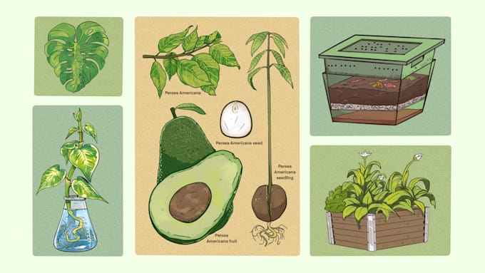create scientific plant illustrations for books and study
