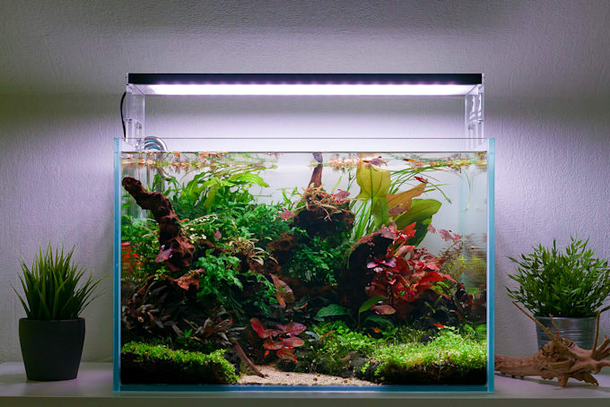 write informative and useful articles on all about aquariums