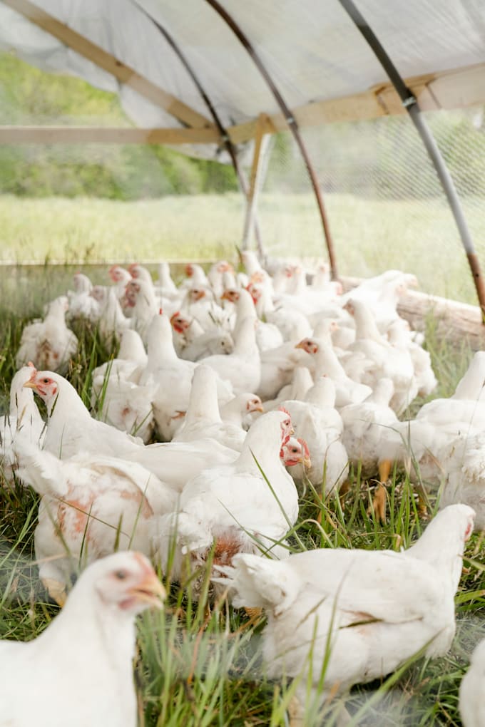 online marketing, video editing , poultry products analysis