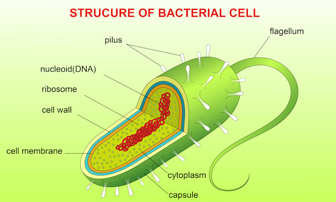 design your scientific and educational illustrations