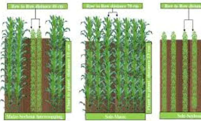 provide expert maize soybean intercropping analysis