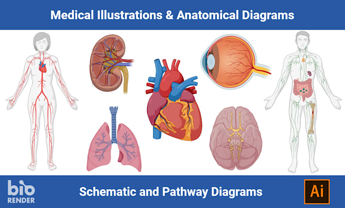 draw medical illustrations, anatomy diagrams and graphical abstracts