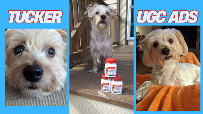 create dog ugc videos for your product or and pet services