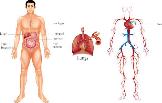 do academic illustrations scientific  medical figures