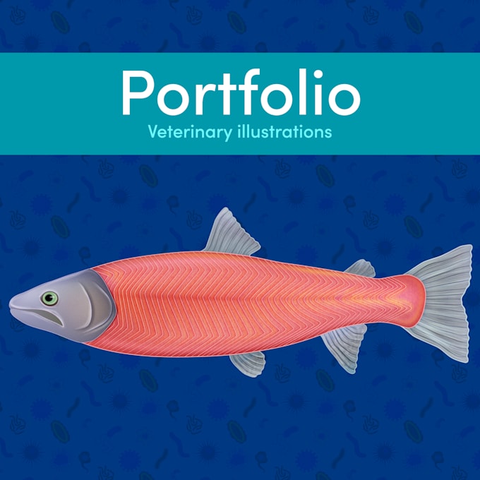 make professional veterinary medical illustrations