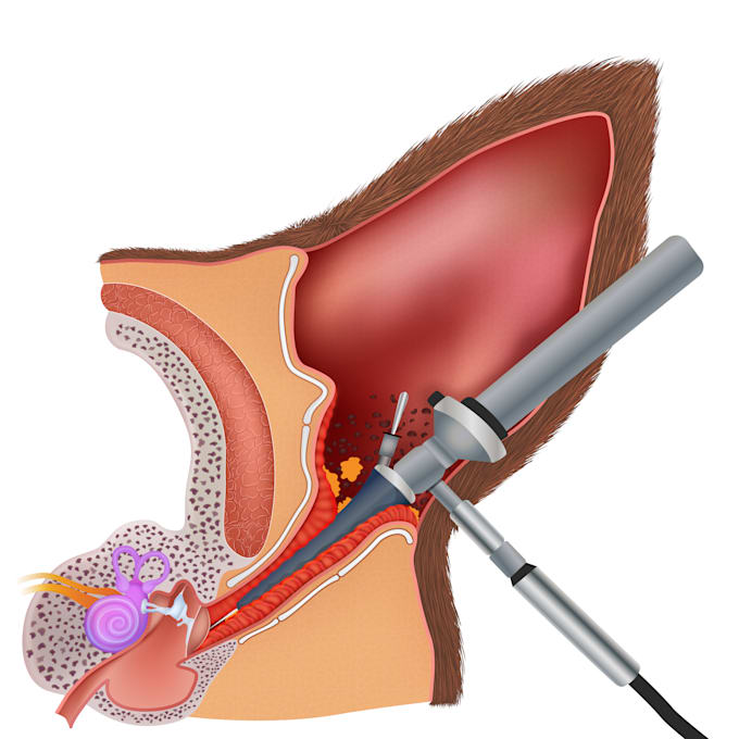 make professional veterinary medical illustrations