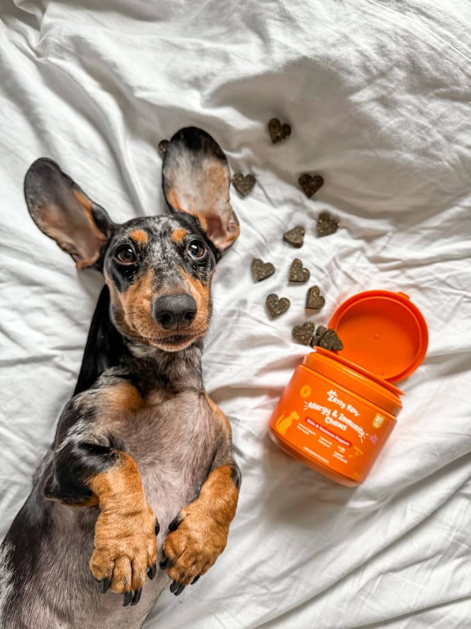 create engaging dog ugc video ads for tiktok and reels