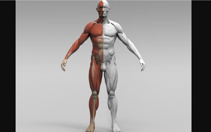 design human anatomy structure 3d body part, realistic organ,print bone, muscles