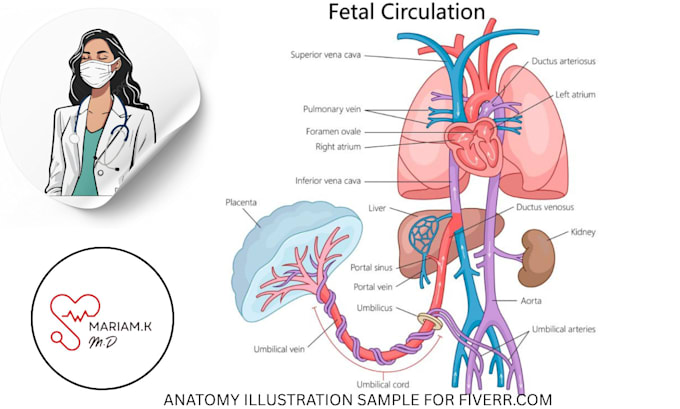 draw exercise, medical and anatomy illustrations
