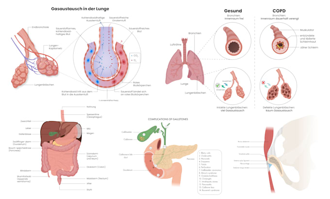 make scientific and medical illustrations for you