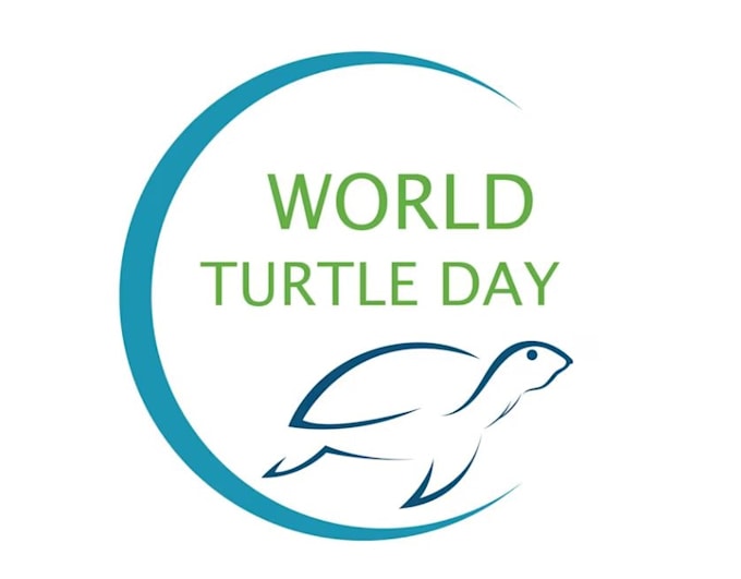 do design creative modern beautiful turtle logo