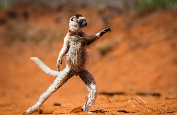 create funny animal video