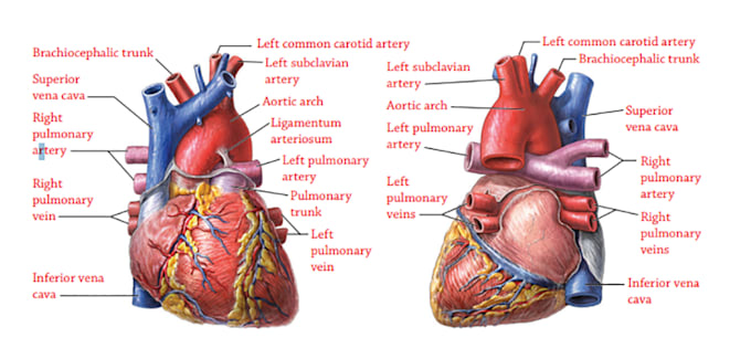 draw anatomical, medical and scientific illustrations