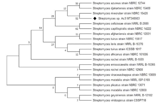 do phylogenetic analysis, bioinformatics analysis, using r or python